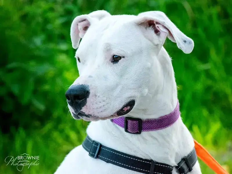 Bonny - Dogo Argentino - Bild 6