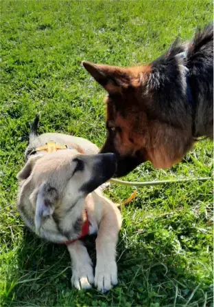 Tizian - Deutscher Schäferhund - Bild 5