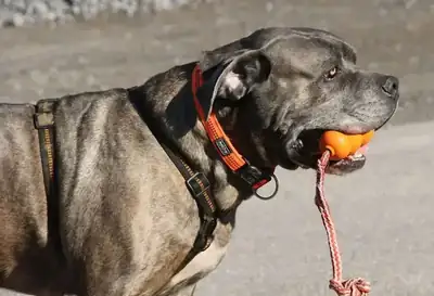 Drago – Cane Corso Italiano – Bild 3