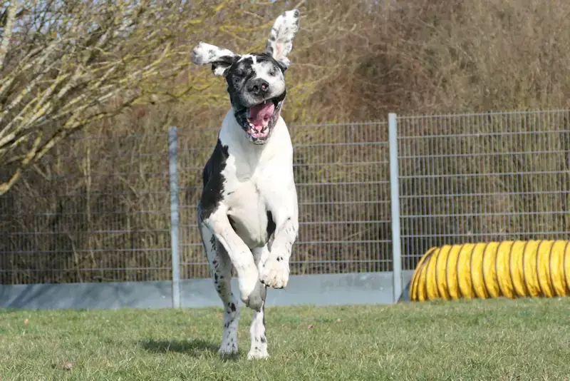 Ramazotti - Deutsche Dogge - Bild 3