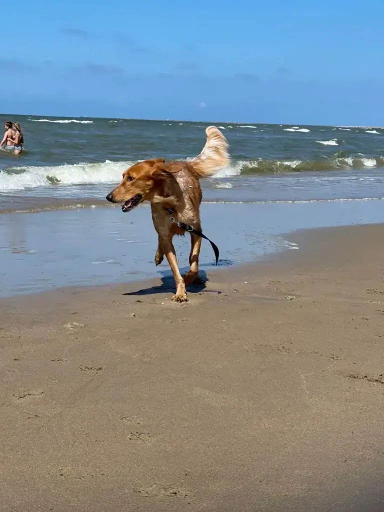 Ginger -  - Bild 3