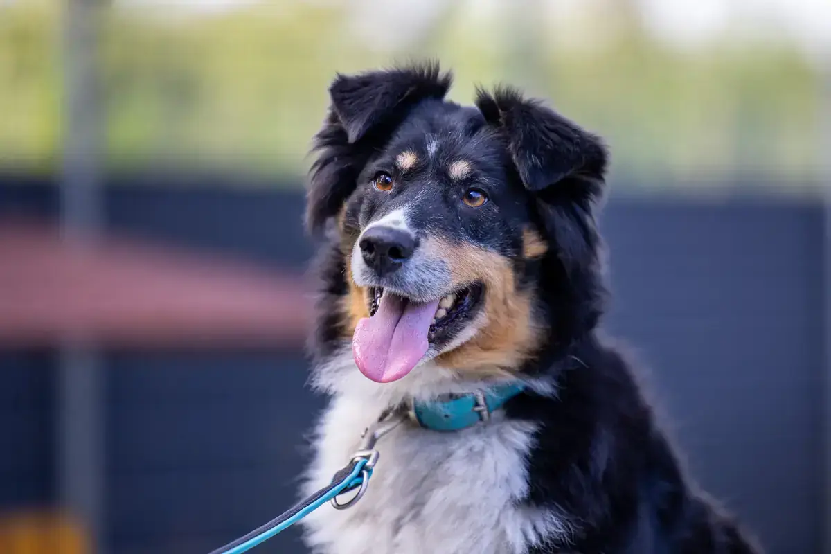 Australian Shepherd Moxy