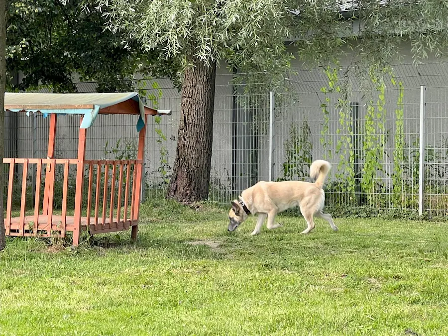Chester - Deutscher Schäferhund - Bild 11