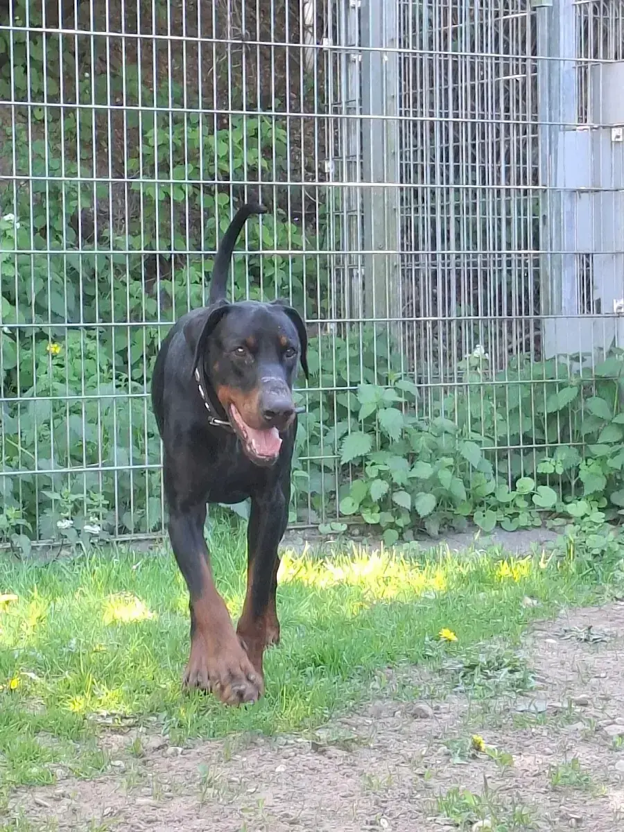 Dobermann Ragnar