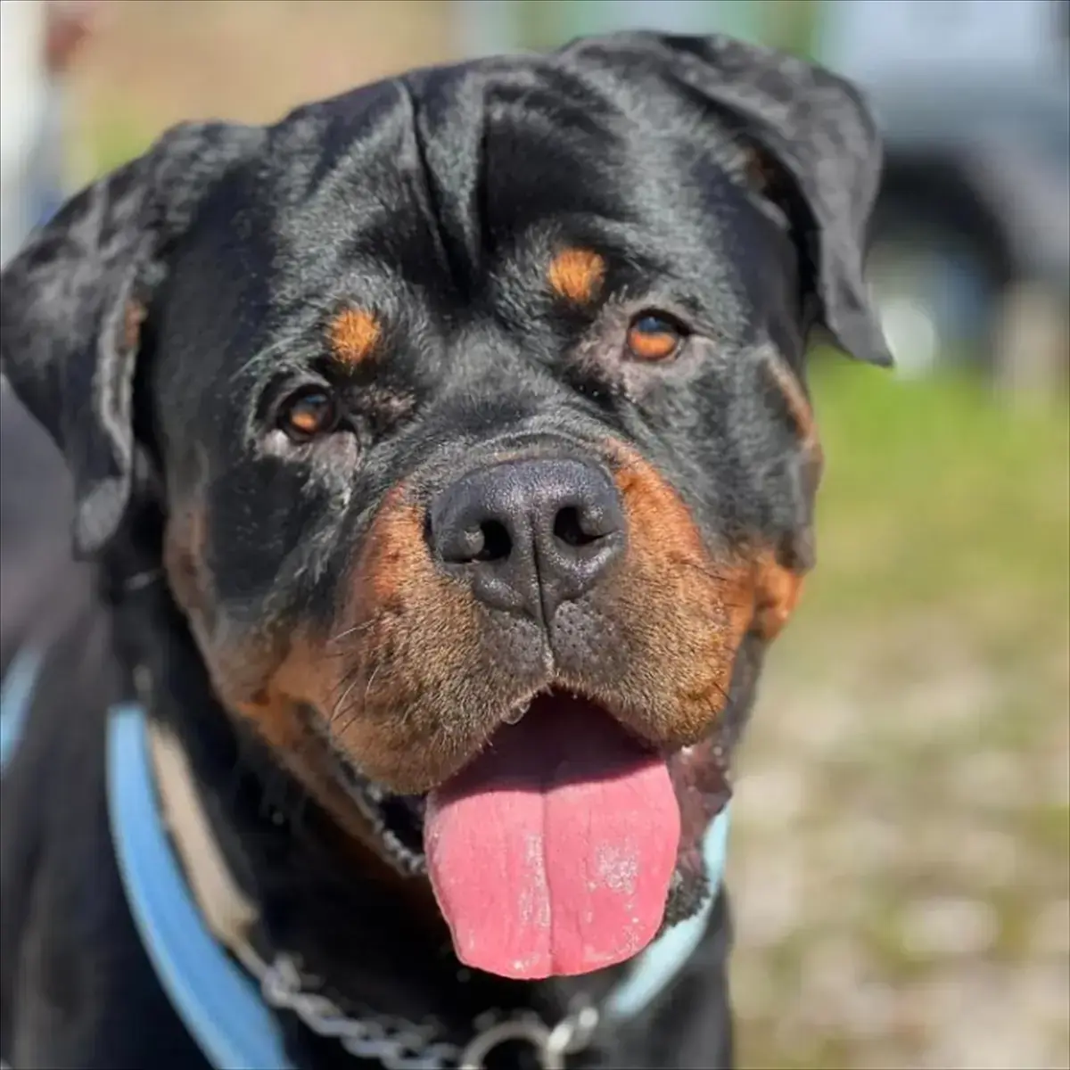 CHICCO - Rottweiler - Bild 2