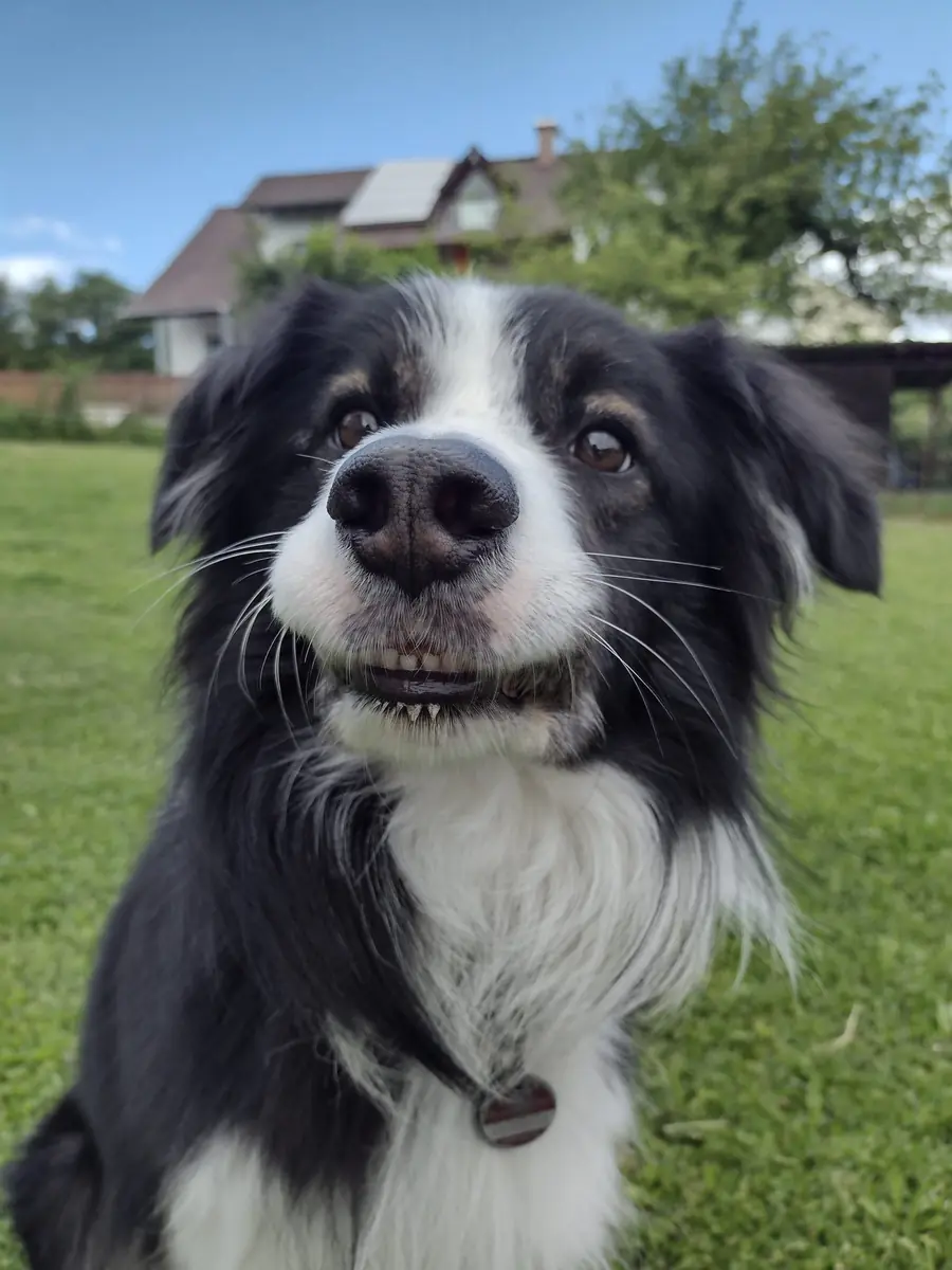 Sky - Border Collie - Bild 2