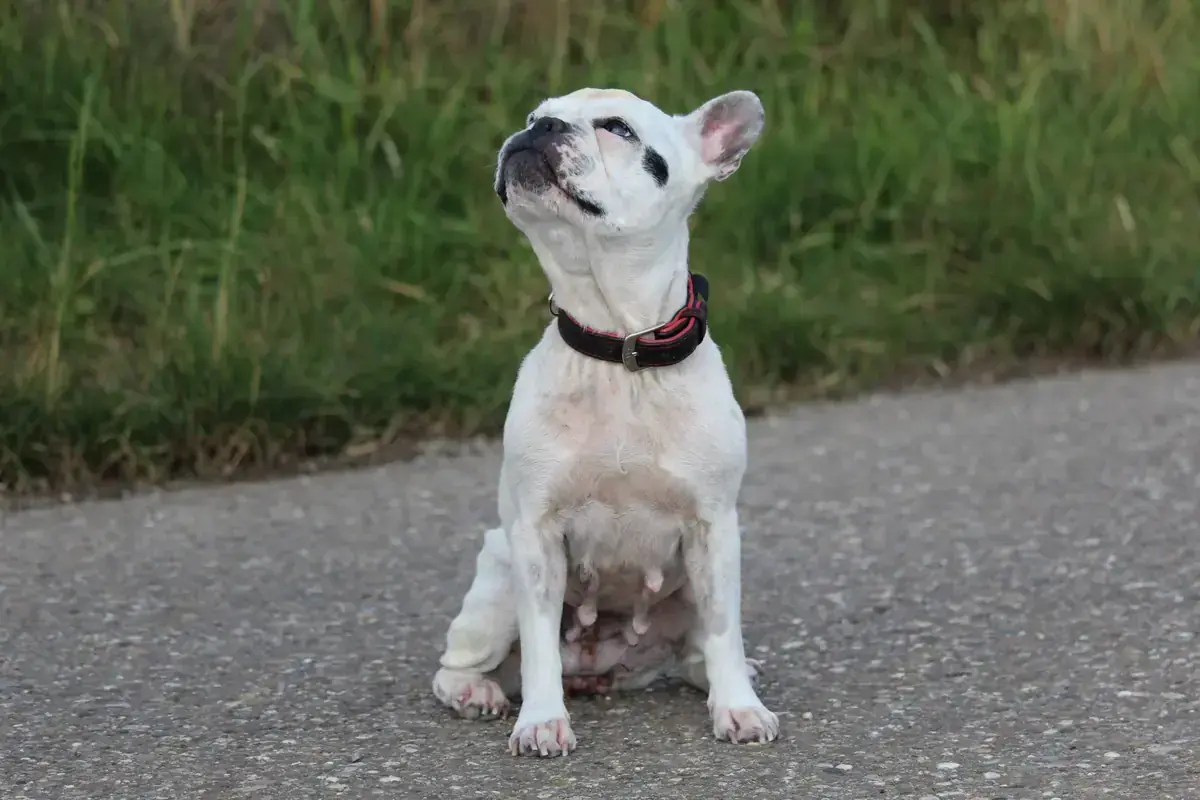 Dolly - Französische Bulldogge - Bild 3