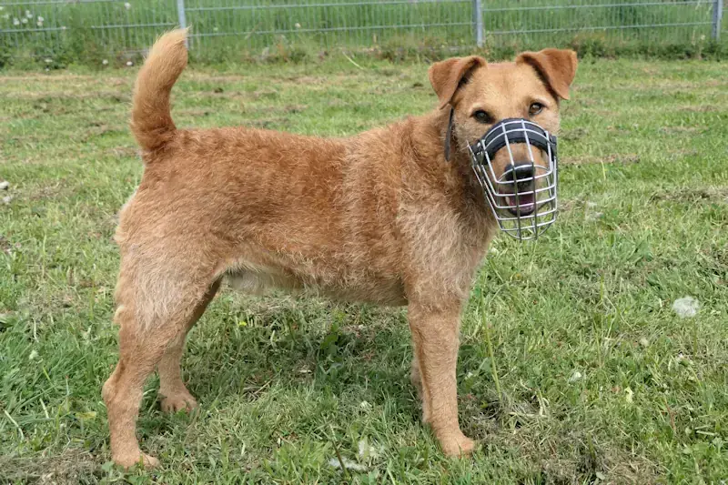 Boris - Irish Terrier - Bild 1