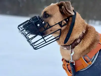 Captain – Hund – Bild 4