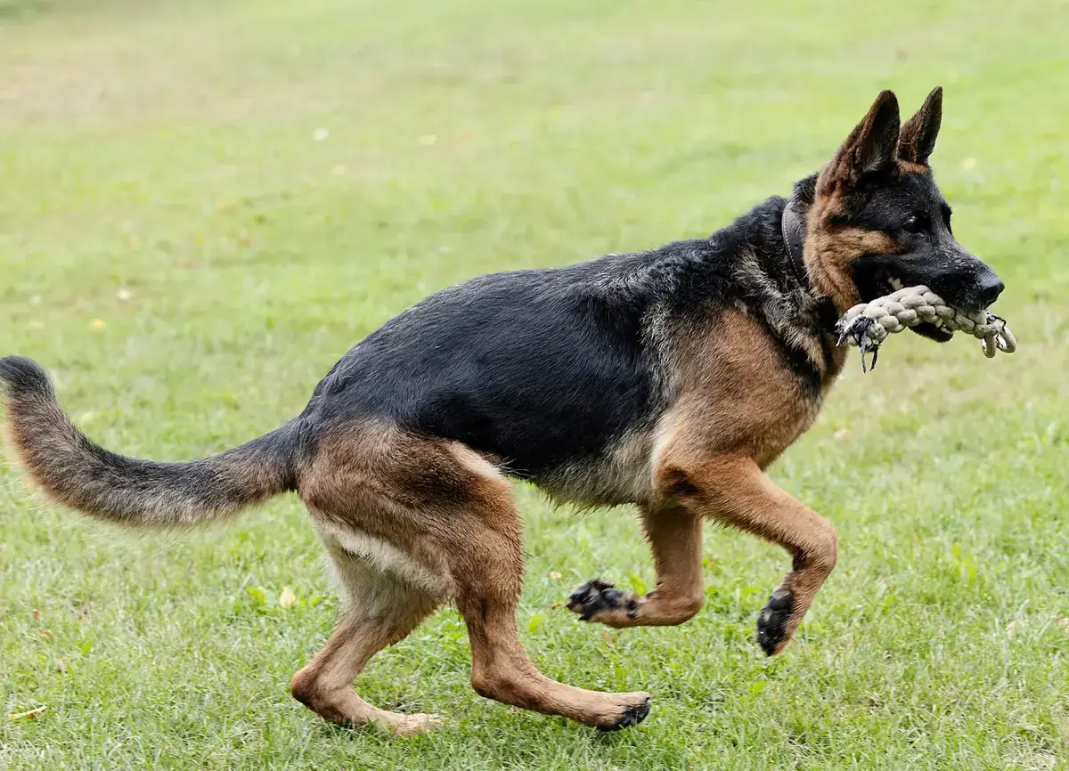 Zwiebel - Deutscher Schäferhund - Bild 2