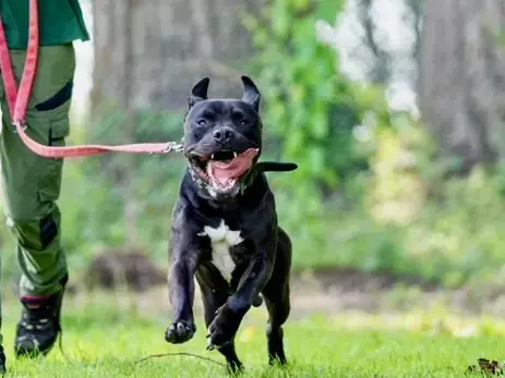 Gizmo - American Staffordshire Terrier - Bild 3