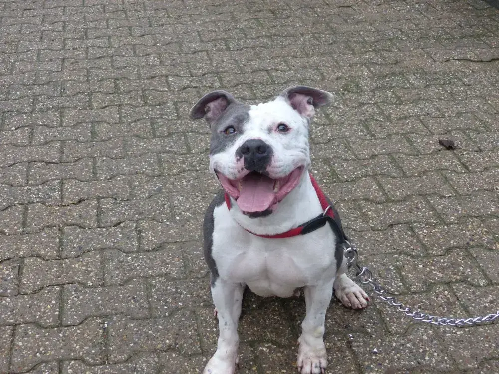 Gulia -  - Bild 2