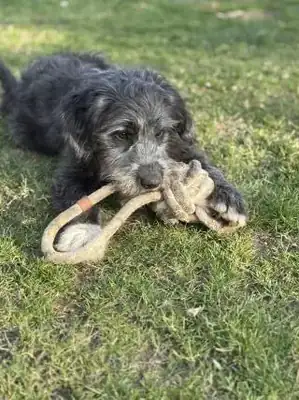 Bailey – Ciobănesc Românesc Mioritic – Bild 10