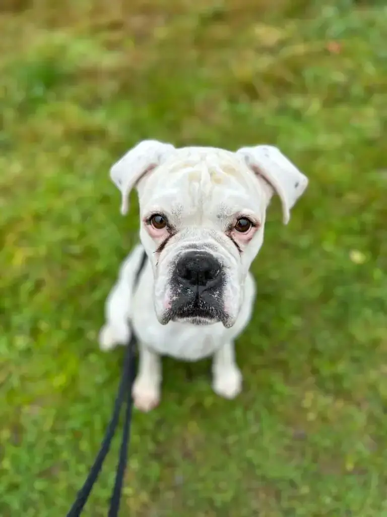 Tyler - Deutscher Boxer - Bild 3