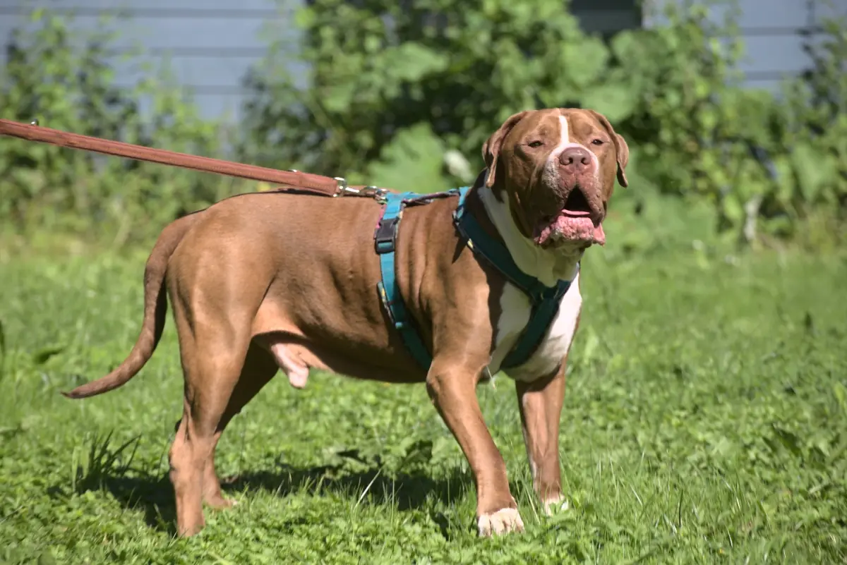 Ares -  - Bild 3