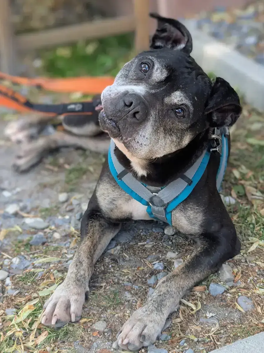 American Staffordshire Terrier Gucci