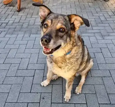 Joy – Hund – Bild 11