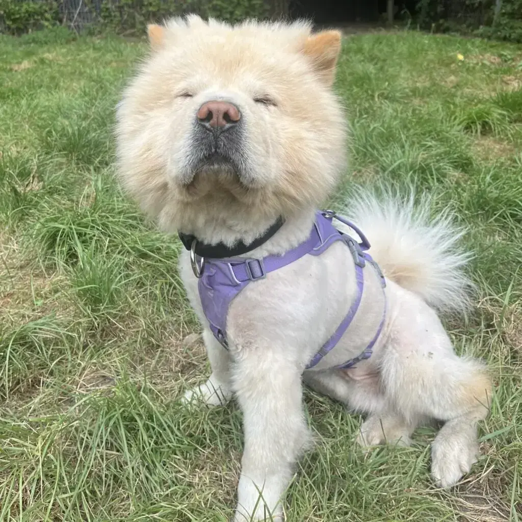 Buddy - Chow-Chow - Bild 2