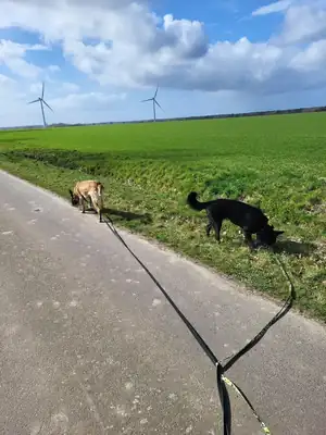 Kuroo – Belgischer Schäferhund, Deutscher Schäferhund – Bild 4