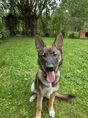 Strolchi – Siberian Husky, Deutscher Schäferhund – Bild 2