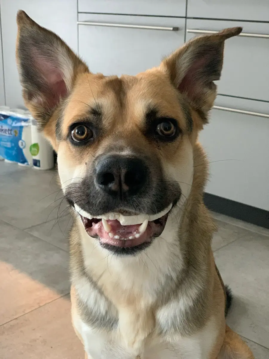 Paule - Deutscher Schäferhund - Bild 2
