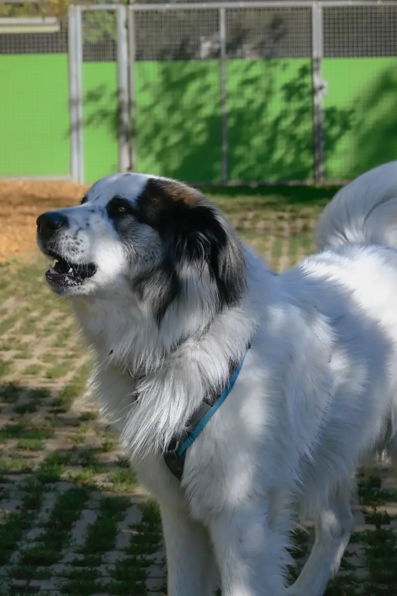 Buddy - Samojede - Bild 8
