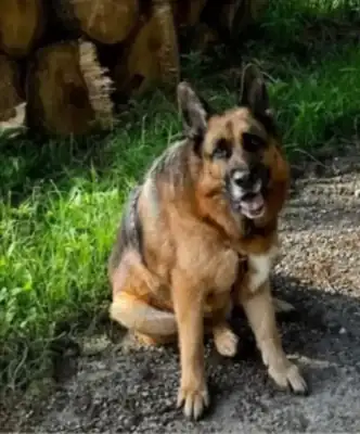 Maxl – Deutscher Schäferhund – Bild 5
