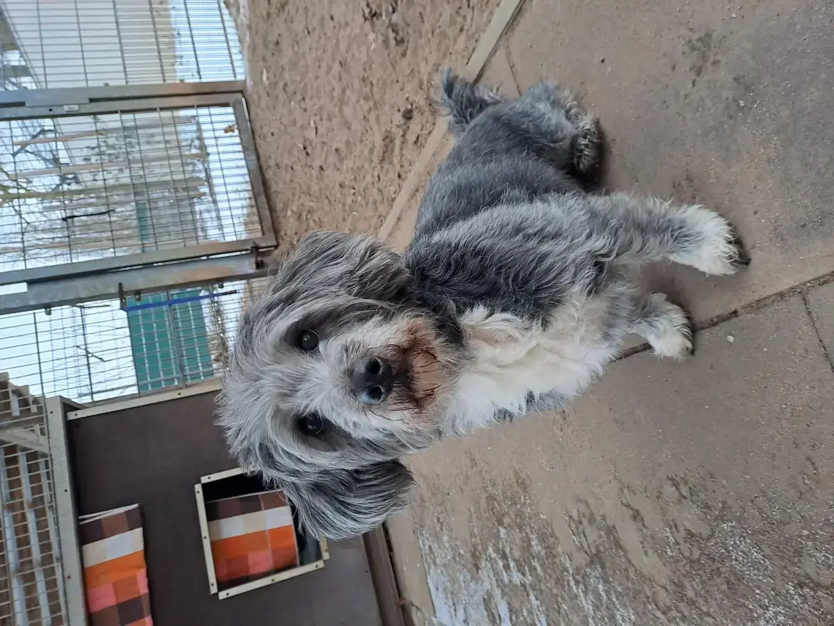 Bruce -  - Bild 1