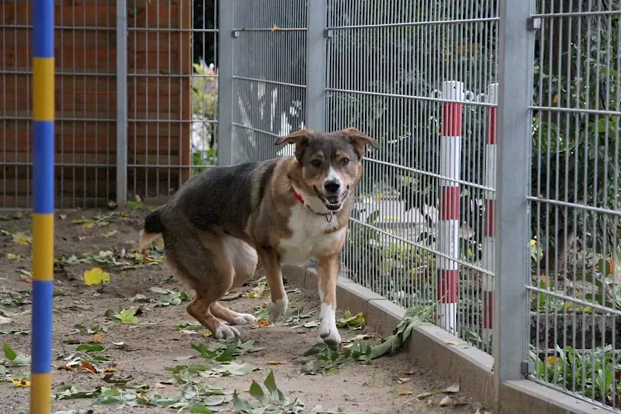 Amy - Deutscher Schäferhund - Bild 11