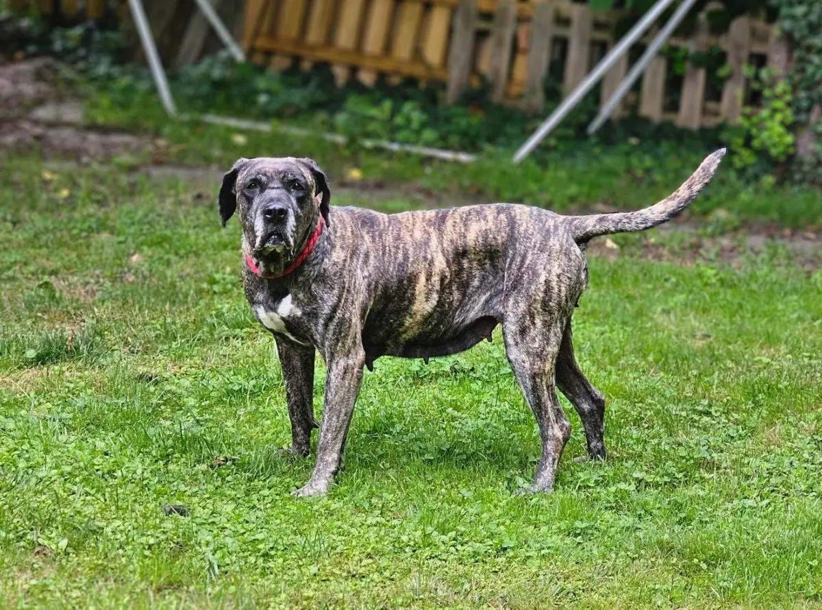 Olivia - Dogo Canario - Bild 8