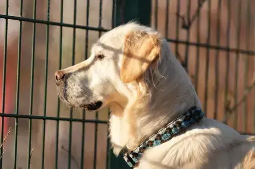 Golden Retriever Irma