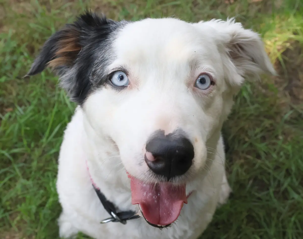 Curly - Australian Shepherd - Bild 3