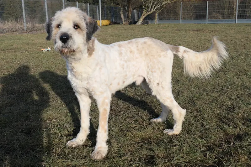 Samson -  - Bild 3