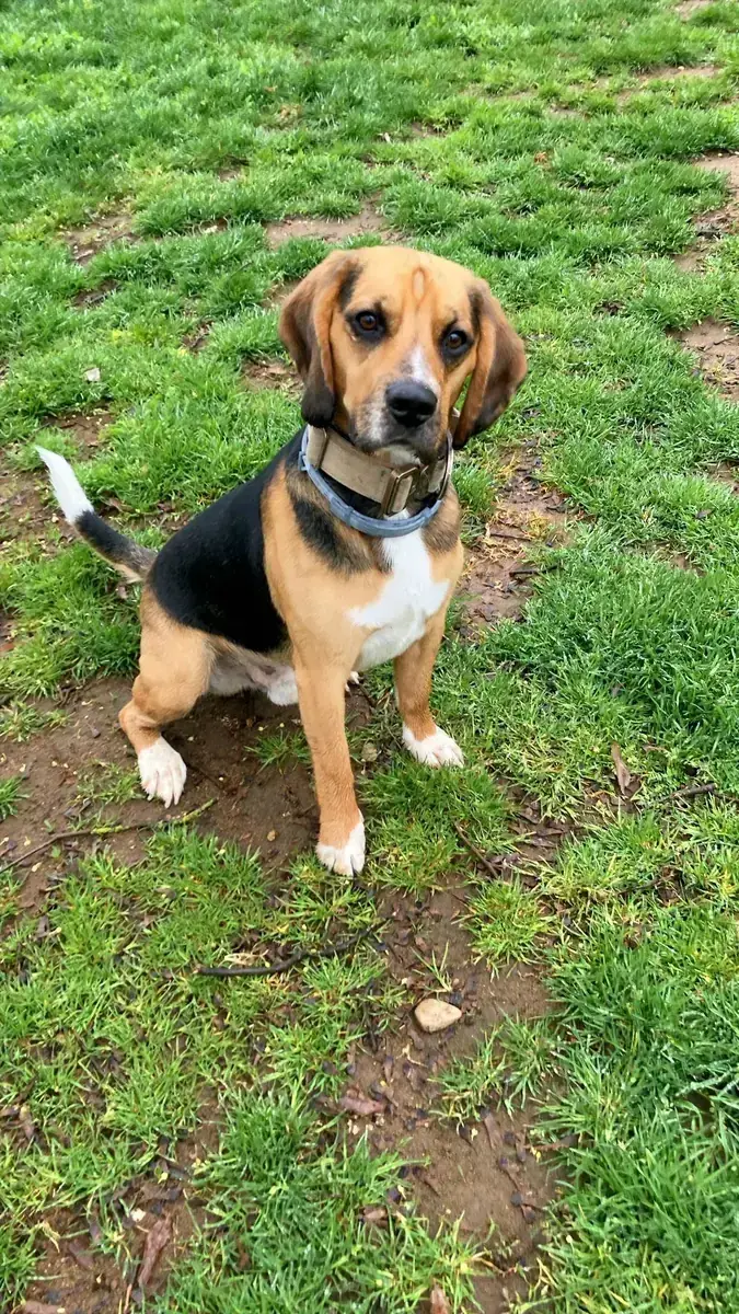 Bruno - Beagle - Bild 2