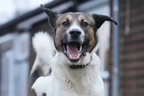 Cooper - Kangal-Hirtenhund - Bild 2