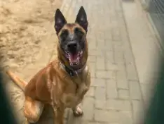 Odin -  - Bild 2