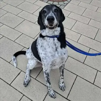 Basti – Deutsche Dogge, English Pointer – Bild 2