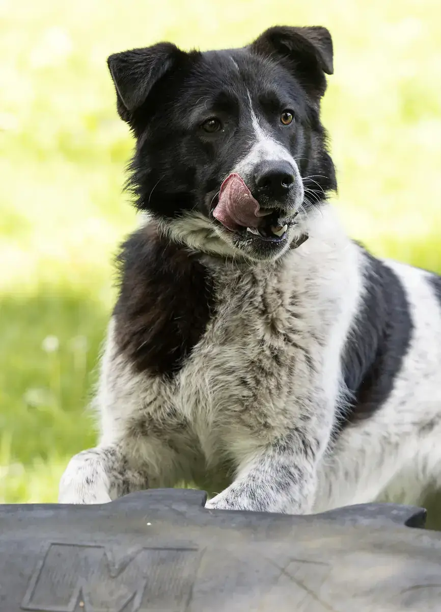 Dieter -  - Bild 6