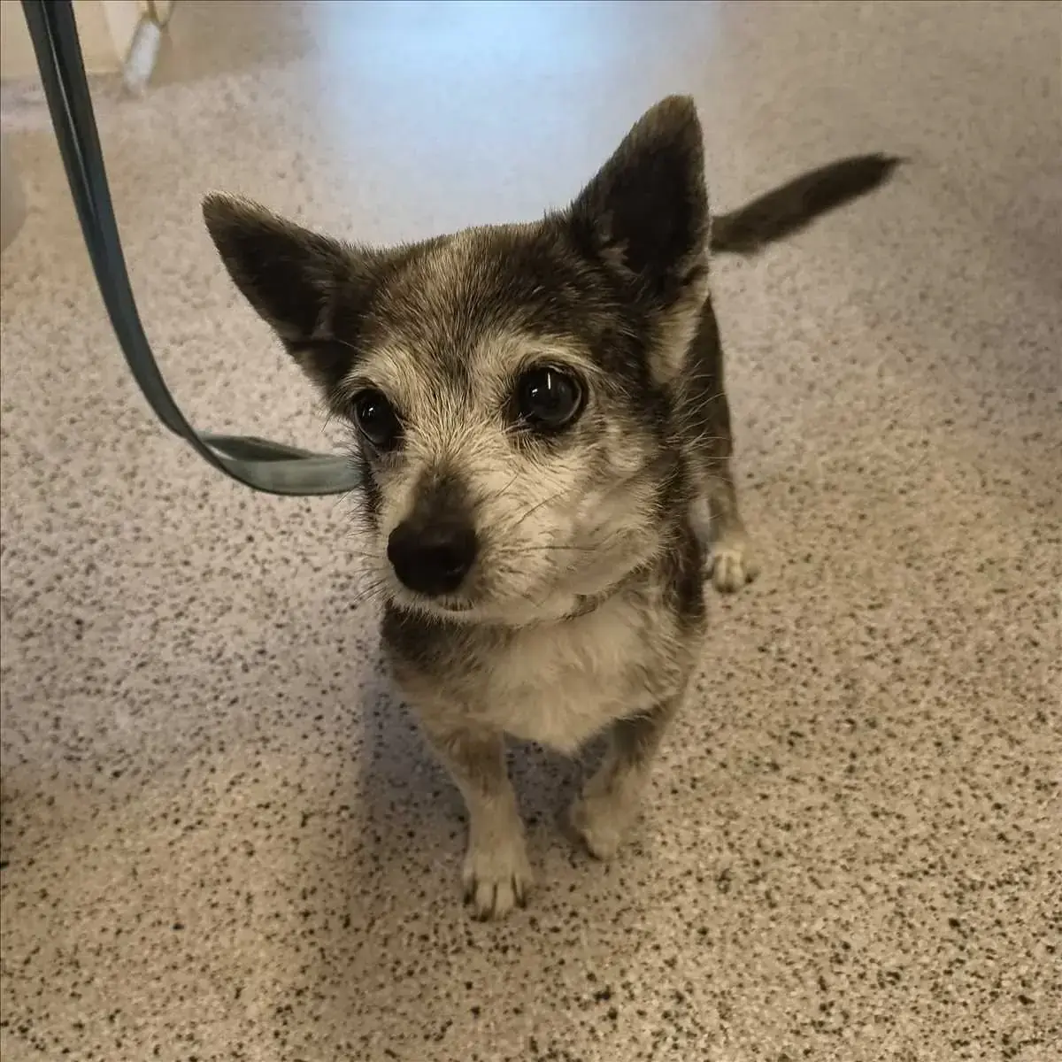 Mathilda - Chihuahua - Bild 2