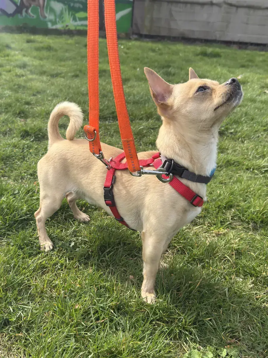 Mango - Chihuahua - Bild 2