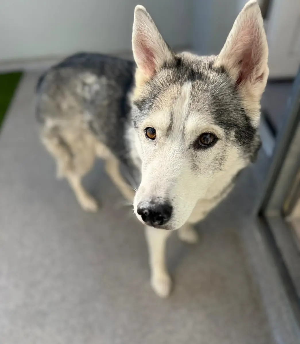 Nanuk - Siberian Husky - Bild 2