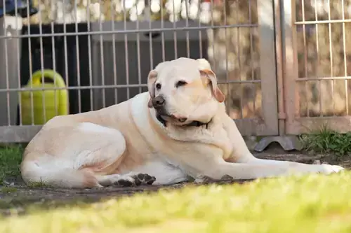 Labrador Retriever Bobby