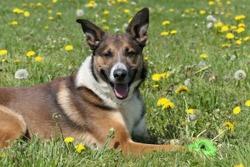 Sano - Deutscher Schäferhund - Bild 2