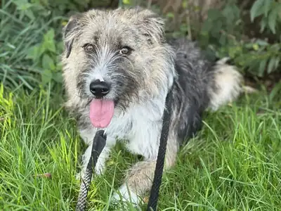 Mona – Hund – Bild 2