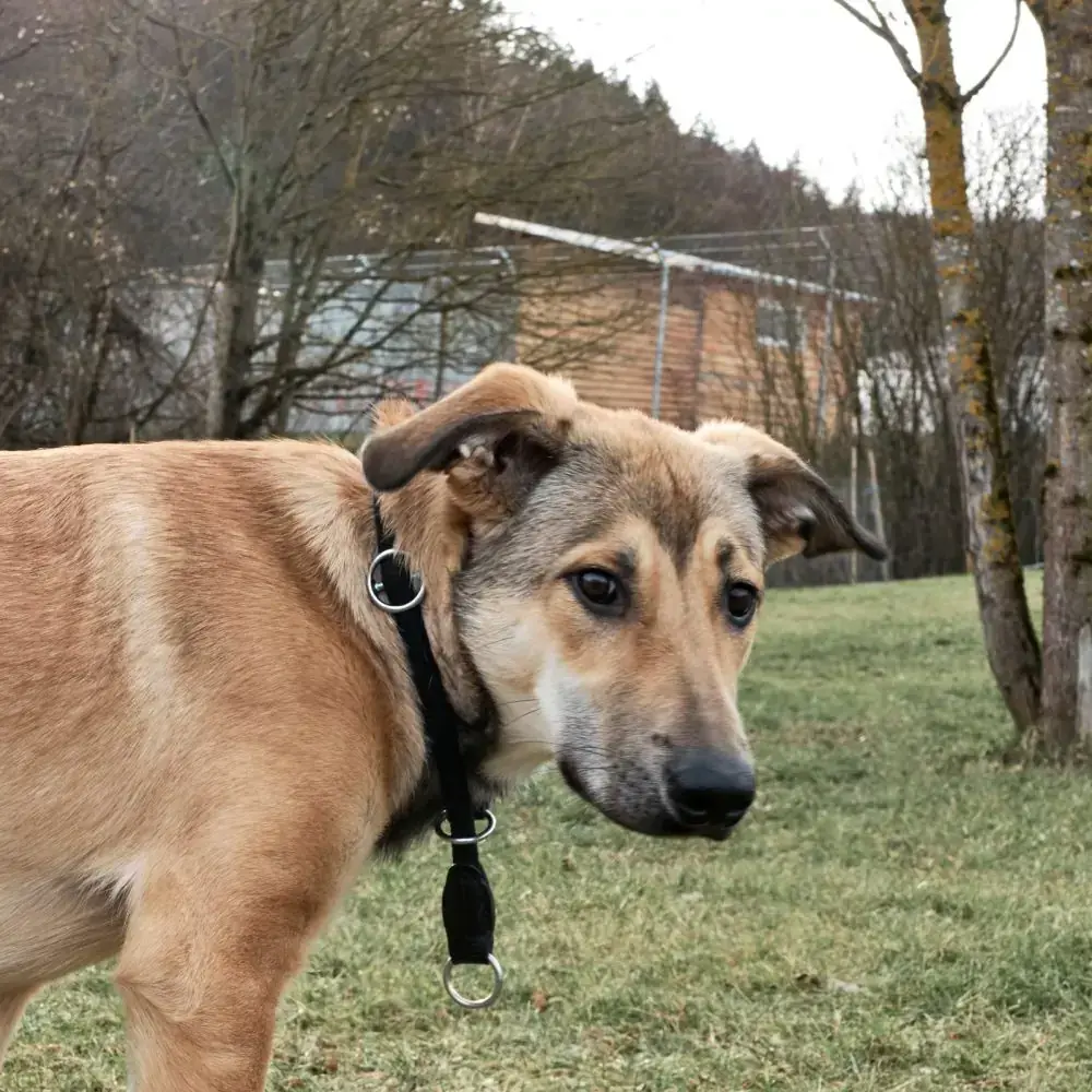 Luigi -  - Bild 4