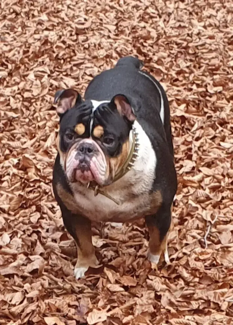 Goliath vom Kaiserblut -  - Bild 8