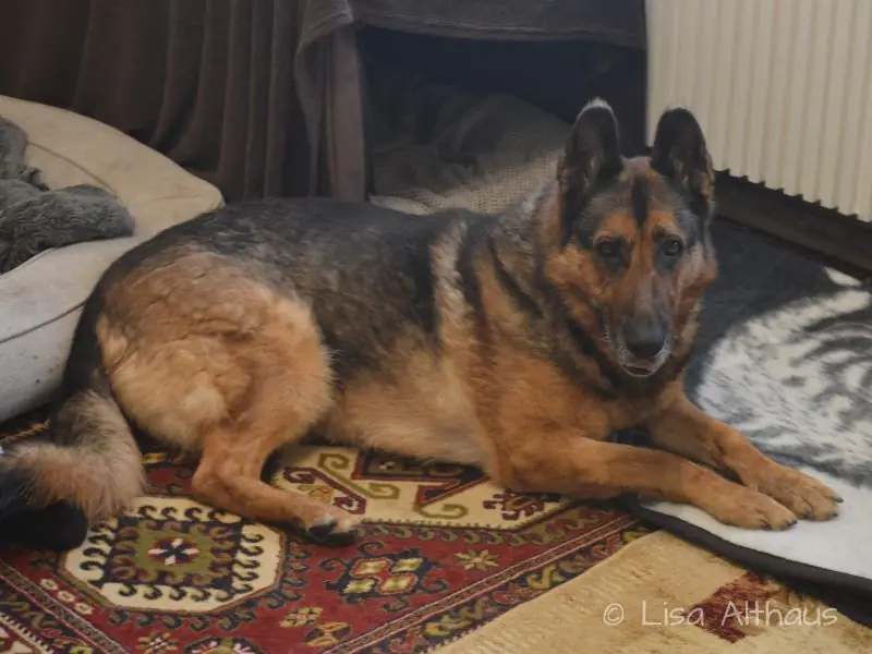 Zsazsa - Deutscher Schäferhund, Deutscher Schäferhund - Bild 2