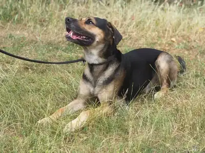 Freddy – Deutscher Schäferhund, Dobermann – Bild 3