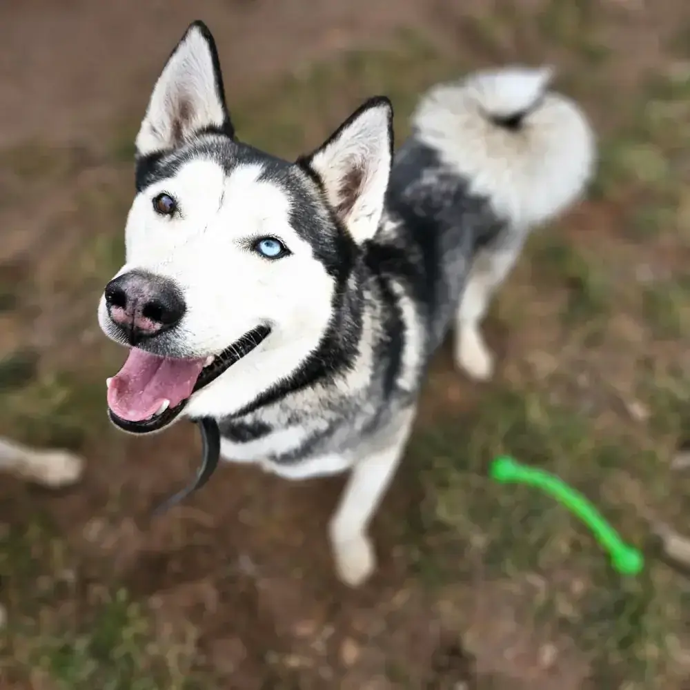 Amun - Siberian Husky - Bild 1