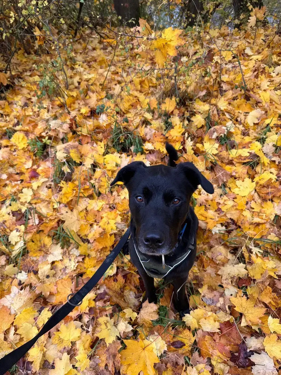 Yoshi - Labrador Retriever - Bild 3